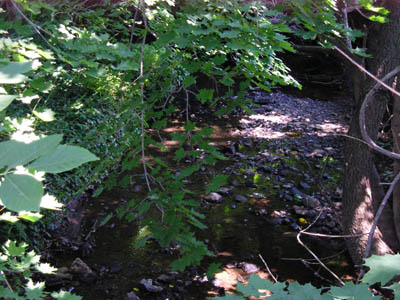 lewis brook